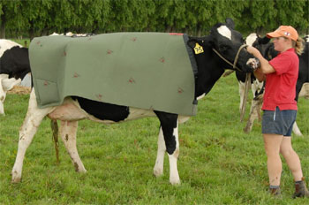 Cow Covers